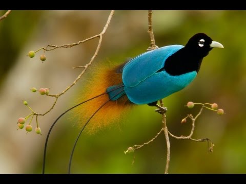 Aves do paraíso (Birds of paradise)
