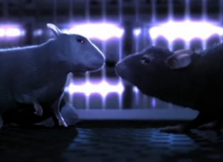 One Rat Short- uma história de amor