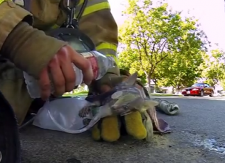 Bombeiro resgata gatinho em incêndio- emocionante trabalho em prol da vida.