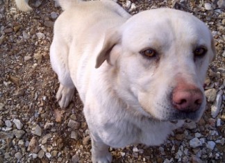 Condenado à morte, cão desaparece pela segunda vez