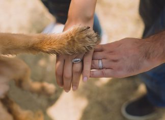 Cães escolhem as pessoas mais gentis para pedir comida