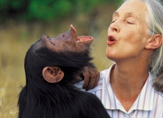 O abraço da liberdade: o trabalho de Jane Goodall