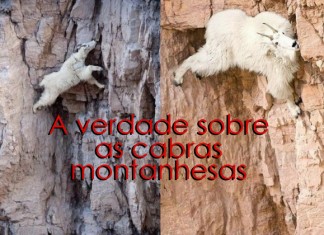 Cabras montanhesas: a verdade (humor)