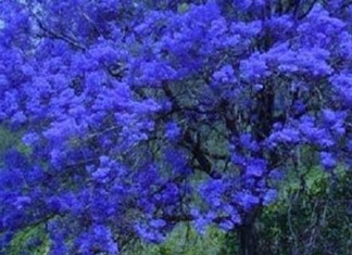 O jacarandá se pintou de azul… (A mais compartilhada da semana na minha página do facebook)