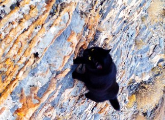 A história de uma gata alpinista e seu dono