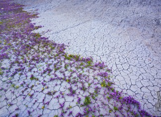 Conheça as verdadeiras “flores do deserto”