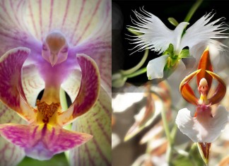 As orquídeas com as formas mais exóticas do mundo