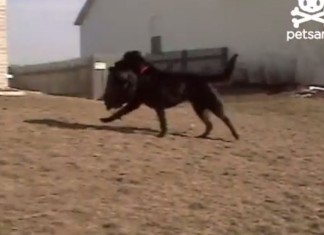 Cão espera seu melhor amigo chegar e leva a sua mochila para casa…