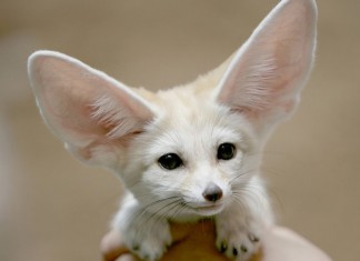 41 fotos e fatos sobre animais que vão fazer você sorrir