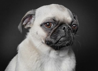 Conheça os retratos de cães com expressões humanas