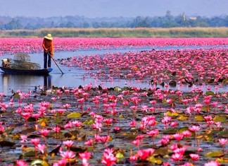 Saiba porque a flor de lótus é um dos símbolos mais antigos e profundos do nosso planeta