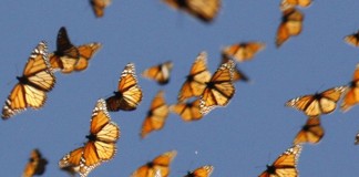 Temendo a travessia da vida? Inspire-se nas pequeninas borboletas!