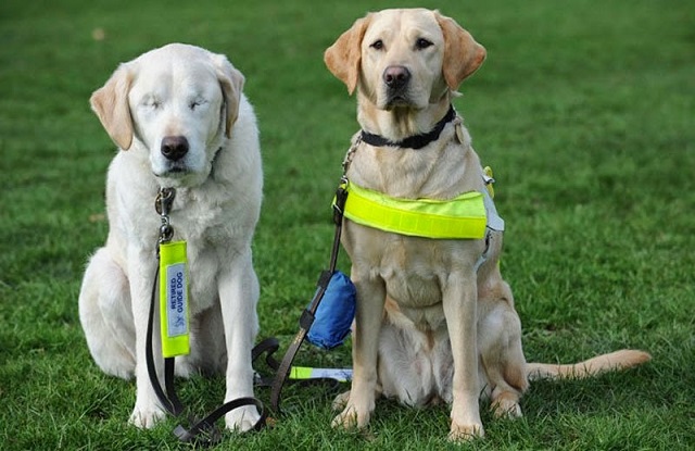 contioutra.com - Homem mantém seu cão-guia que ficou cego e agora os dois compartilham um cão-guia