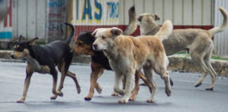 Pedófilo leva menina e 5 cães a salvam de estupro