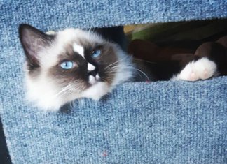 Conheça Lord, o gatinho da raça ragdoll que está chamando a atenção da internet por sua beleza singular.