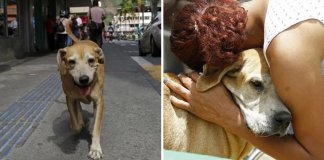 Com fé e esperança, cão aguarda há dois anos que seu dono saia do hospital