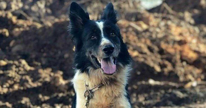 Morre “Thor”, cão-herói que atuou nas buscas em Mariana e Brumadinho