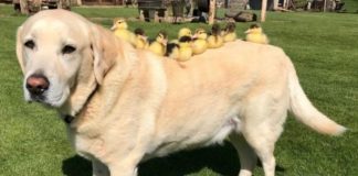 Nove patinhos órfãos são adotados por labrador de enorme coração