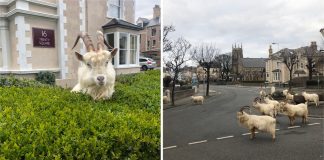 Cabras aproveitam a quarentena e se divertem sozinhas em cidade do País de Gales.