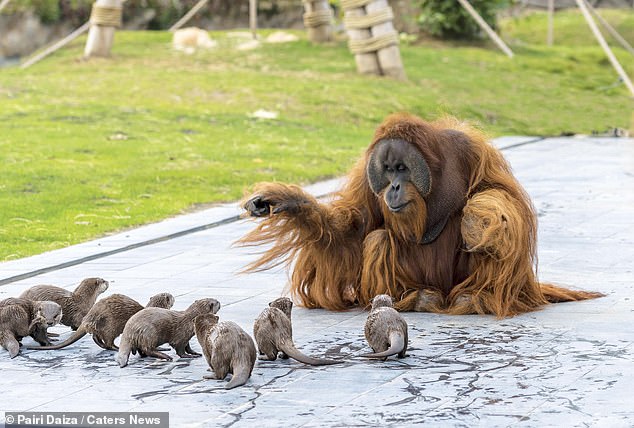 contioutra.com - Amizade entre família orangotango e grupo de lontras rende as fotos mais fofinhas que você verá hoje
