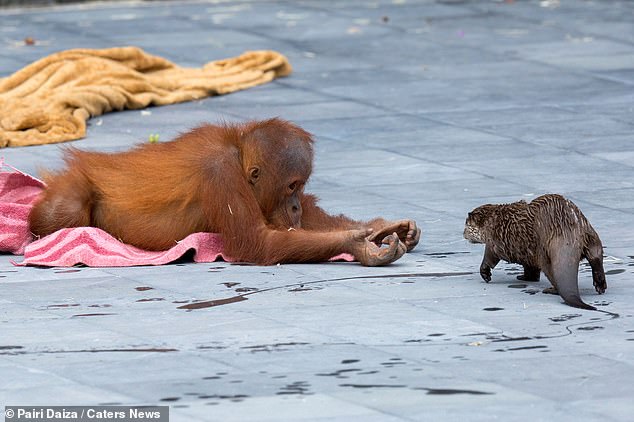 contioutra.com - Amizade entre família orangotango e grupo de lontras rende as fotos mais fofinhas que você verá hoje