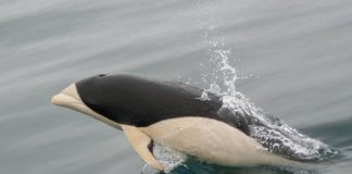 Pela primeira vez um exótico golfinho liso foi fotografado no Estreito de Magalhães