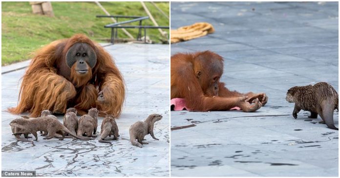 Amizade entre família orangotango e grupo de lontras rende as fotos mais fofinhas que você verá hoje