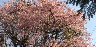 Todos os anos a Primavera vem