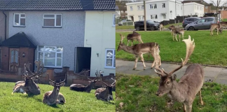 Cervos aproveitam a quarentena e dominam bairro na Inglaterra.