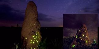 Conheça os cupinzeiros iluminados do cerrado do Mato Grosso do Sul que parecem castelos de fadas