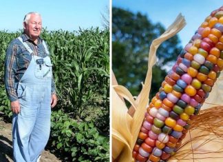 Este senhor é conhecido como “fazendeiro das cores” por conta de sua plantação de milhos coloridos.