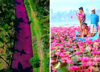 Esse rio na Índia foi tingido de rosa pelo repentino crescimento de flores. Uma paisagem excepcional!