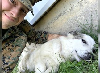 Soldado se apaixona por cachorrinha perdida no exterior e decide adotá-la a milhares de quilômetros de distância