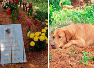 Cachorrinho fica cuidando do túmulo de seu companheiro que morreu em um acidente