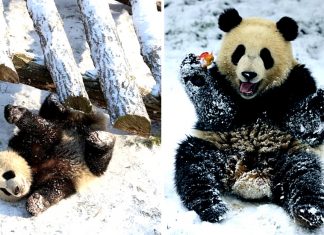 Pandas bebês surpreendem funcionários do zoológico com sua reação ao ver neve pela primeira vez.