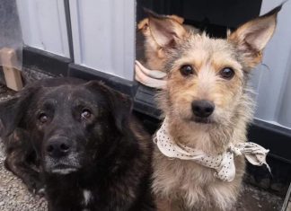 Cãezinhos de rua se recusam a ser adotados separadamente. Duas figuras!