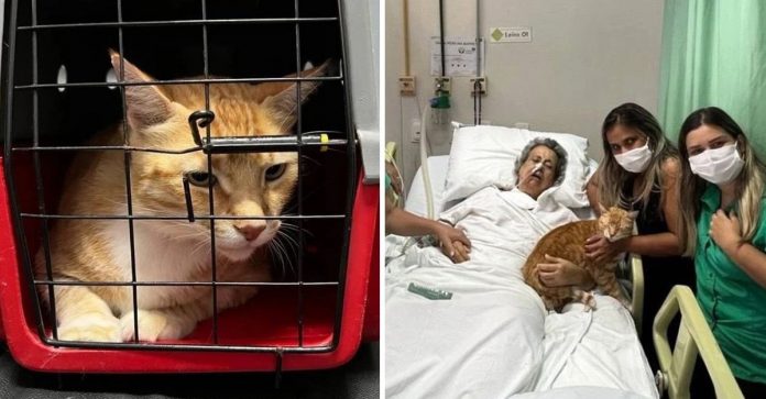 Avó com doença terminal pediu para abraçar seu gato como último desejo.