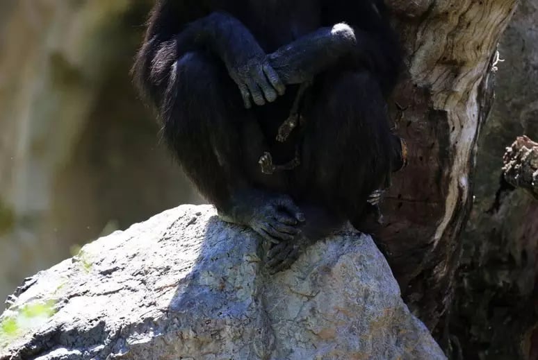 contioutra.com - Chimpanzé que vive em zoológico da Espanha se recusa a soltar filhote que morreu há três meses