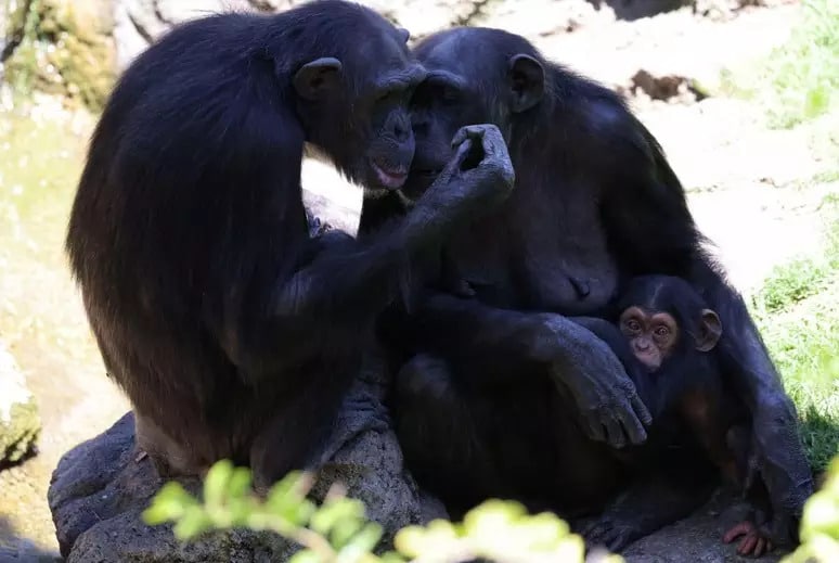 contioutra.com - Chimpanzé que vive em zoológico da Espanha se recusa a soltar filhote que morreu há três meses