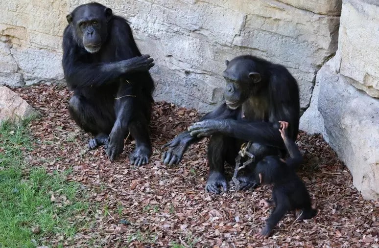 contioutra.com - Chimpanzé que vive em zoológico da Espanha se recusa a soltar filhote que morreu há três meses