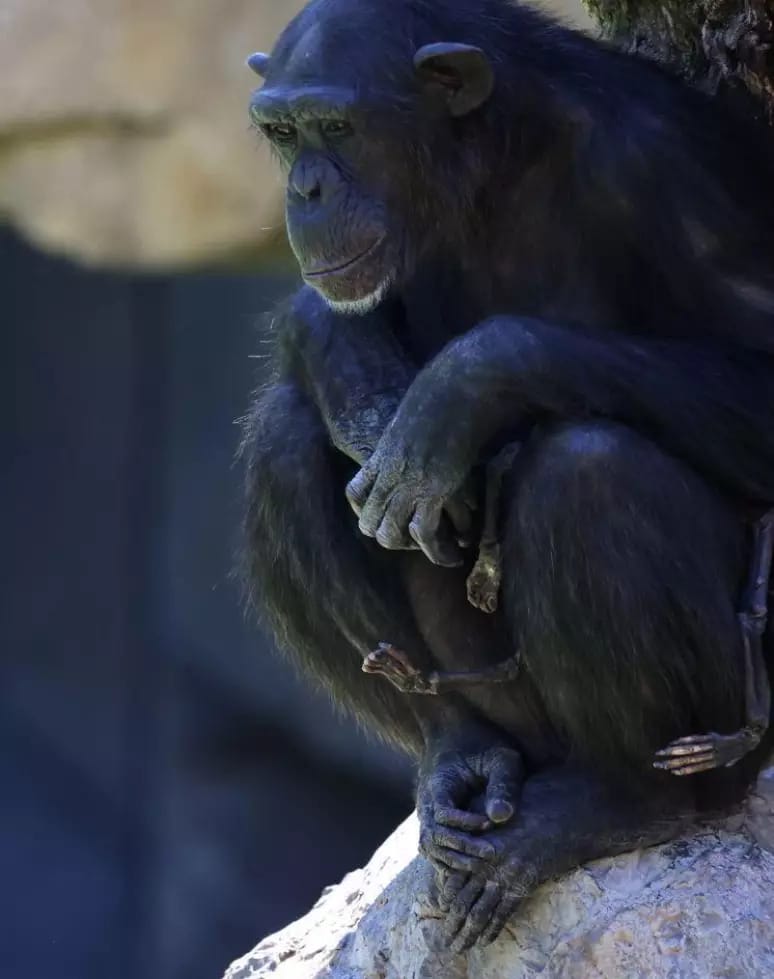 contioutra.com - Chimpanzé que vive em zoológico da Espanha se recusa a soltar filhote que morreu há três meses