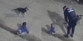 VÍDEO: Bebê de 1 ano foge de casa e é flagrado no meio da rua durante a madrugada; seu cachorro o protegia