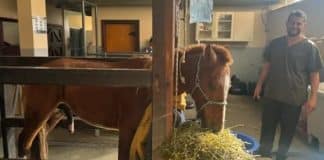 Resgatado do telhado, cavalo Caramelo passa bem e se recupera