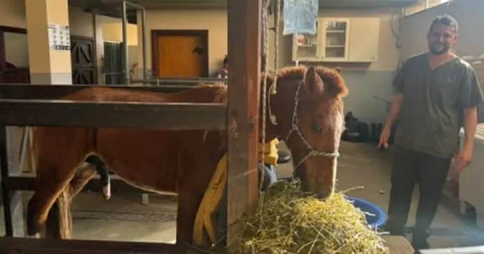 Resgatado do telhado, cavalo Caramelo passa bem e se recupera