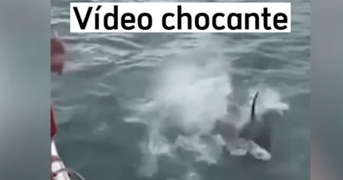 Homem é multado por pular ‘de barriga’ em orca na Nova Zelândia; veja vídeo