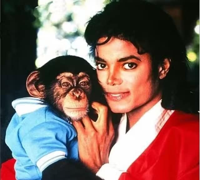 contioutra.com - Chimpanzé de Michael Jackson hoje tem 41 anos e recebe R$ 163 mil anuais da fortuna do cantor