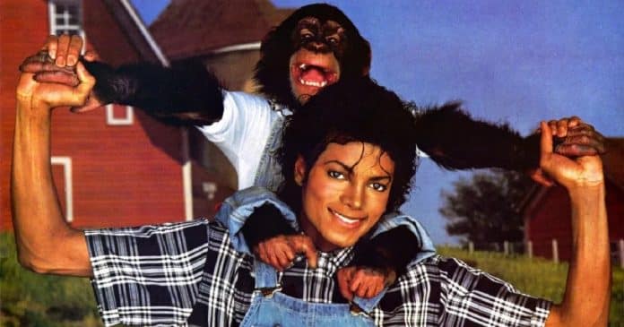 Chimpanzé de Michael Jackson hoje tem 41 anos e recebe R$ 163 mil anuais da fortuna do cantor