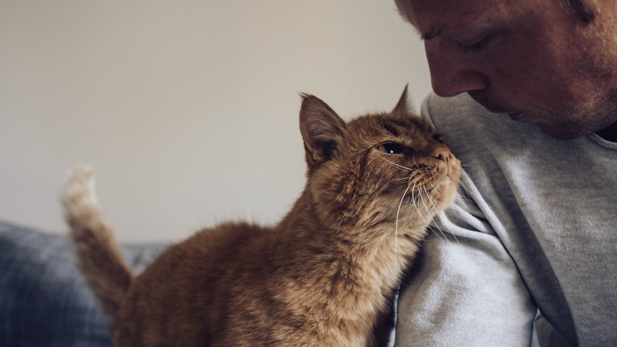 contioutra.com - O vínculo entre gatos e seus donos é similar ao que bebês sentem por seus pais.