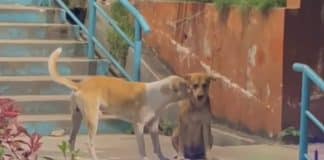 VÍDEO: Cãozinho consola amigo que não recebeu comida e registro da cena comove a web