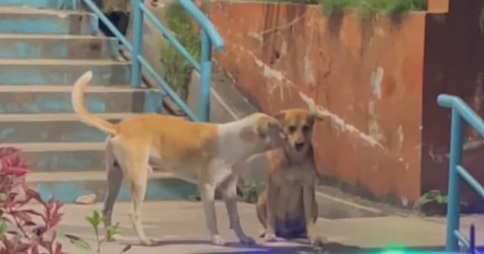 VÍDEO: Cãozinho consola amigo que não recebeu comida e registro da cena comove a web